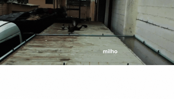 br-rentokil-problemas com aves